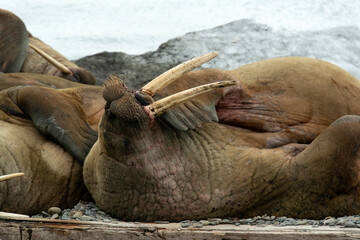 Morse, Odobenus rosmarus, Spitzberg, Svalbard, Norvège