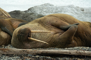 Morse, Odobenus rosmarus, Spitzberg, Svalbard, Norvège