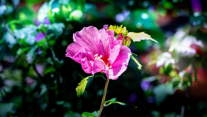 Hibiskus Hibiscus © Peter PossArt