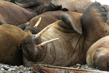 Morse, Odobenus rosmarus, Spitzberg, Svalbard, Norvège