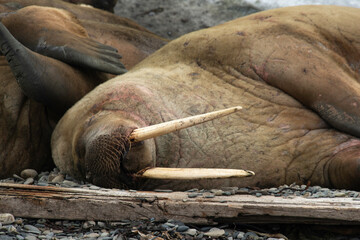 Morse, Odobenus rosmarus, Spitzberg, Svalbard, Norvège