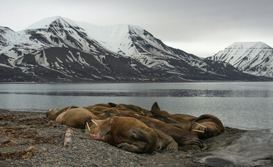 Morse, Odobenus rosmarus, Spitzberg, Svalbard, Norvège