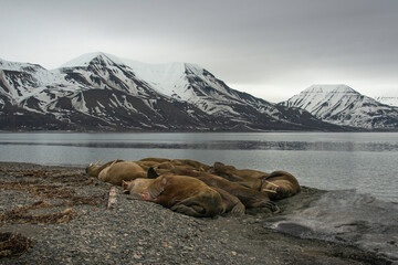 Morse, Odobenus rosmarus, Spitzberg, Svalbard, Norvège