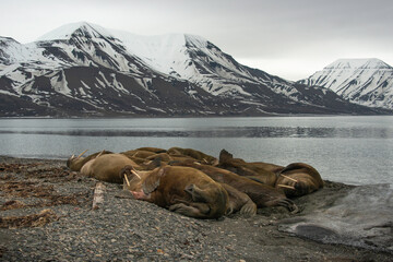 Morse, Odobenus rosmarus, Spitzberg, Svalbard, Norvège