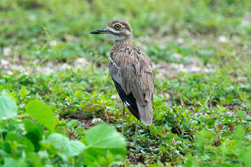 Oedicnème vermiculé,.Burhinus vermiculatus, Water Thick knee
