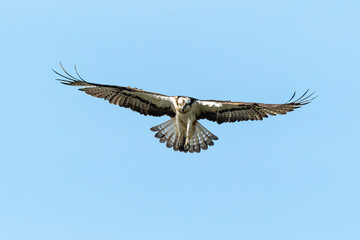 Balbuzard pêcheur, Pandion haliaetus, Western Osprey