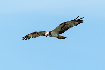 Balbuzard pêcheur, Pandion haliaetus, Western Osprey