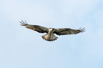 Balbuzard pêcheur, Pandion haliaetus, Western Osprey