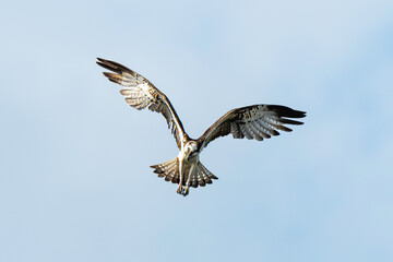 Obraz premium Balbuzard pêcheur, Pandion haliaetus, Western Osprey