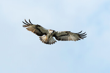 Obraz premium Balbuzard pêcheur, Pandion haliaetus, Western Osprey