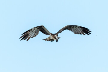 Balbuzard pêcheur, Pandion haliaetus, Western Osprey