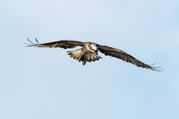 Balbuzard pêcheur, Pandion haliaetus, Western Osprey