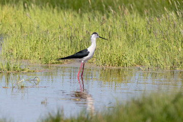 Echasse blanche,  Himantopus himantopus, Black winge