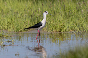 Echasse blanche,  Himantopus himantopus, Black winge