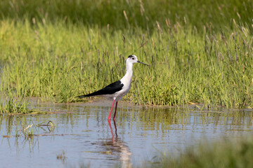 Echasse blanche,  Himantopus himantopus, Black winge