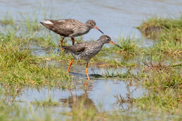 Chevalier gambette,.Tringa totanus, Common Redshank