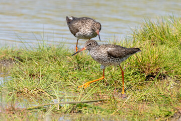 Chevalier gambette,.Tringa totanus, Common Redshank