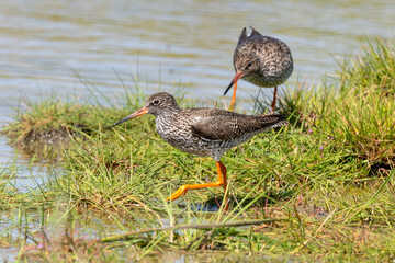 Chevalier gambette,.Tringa totanus, Common Redshank