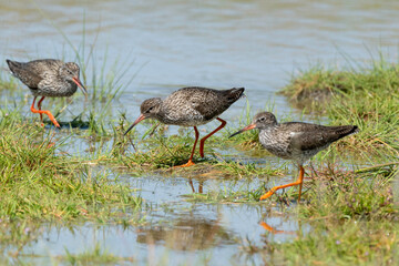 Chevalier gambette,.Tringa totanus, Common Redshank