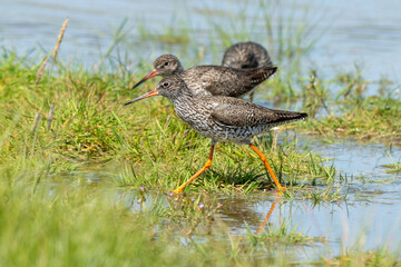 Chevalier gambette,.Tringa totanus, Common Redshank