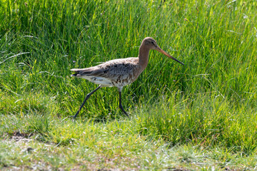 Barge à queue noire,.Limosa limosa, Black tailed Godwit