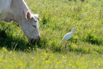 Héron garde boeufs,.Bubulcus ibis, Western Cattle Egret, Vache, race charolaise