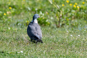 Pigeon ramier, Common Wood Pigeon, columba palumbus
