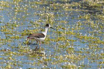 Echasse blanche,  Himantopus himantopus, Black winged Stilt, Ranunculus fluitans, Renoncule flottante