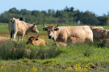 Vache , race Maraichine, region Pays de Loire; marais Breton; 85, Vendée, Loire Atlantique, France