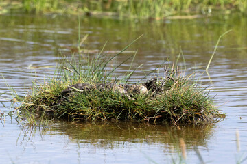 Avocette élégante, nid, oeuf, Recurvirostra avosetta, Pied Avocet