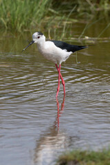 Echasse blanche,  Himantopus himantopus, Black winged S