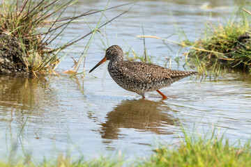 Chevalier gambette,.Tringa totanus, Common Redshank