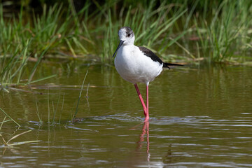 Echasse blanche,  Himantopus himantopus, Black winged S