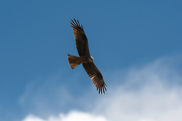 Milan noir, .Milvus migrans, Black Kite