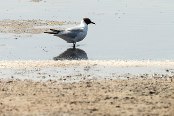 Mouette rieuse,. Limu Ruppie, Marais Salants de Guérande, région Pays de la Loire, Loire Atlantique, 44, France