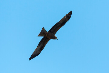 Milan noir, .Milvus migrans, Black Kite