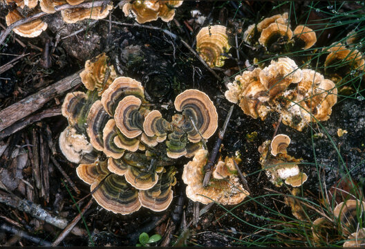 tramete versicolore, coriolus versicolore,