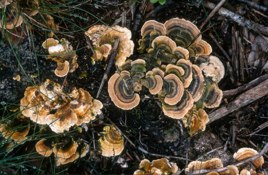 tramete versicolore, coriolus versicolore,