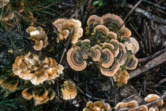 tramete versicolore, coriolus versicolore,