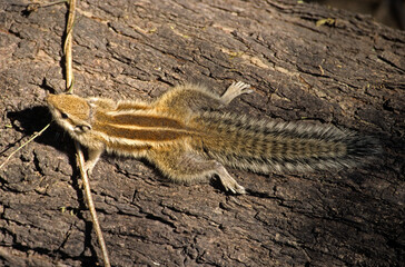 écureuil palmiste, Funambulus palmarum , Inde