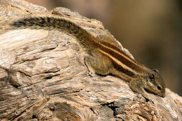 écureuil palmiste, Funambulus palmarum , Inde