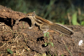 écureuil palmiste, Funambulus palmarum , Inde