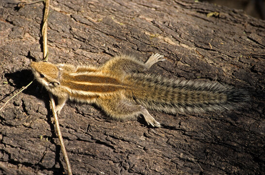 &eacute;cureuil palmiste, Funambulus palmarum , Inde
