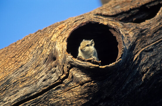 &eacute;cureuil palmiste, Funambulus palmarum , Inde