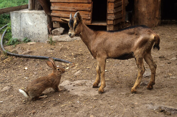 Chèvre, race Alpine chamoisée , Capra hircus hircus, lapin domestique