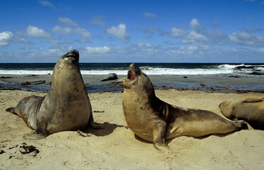 Eléphant de mer, mâle, combat, Mirounga leonina, Iles Falkland, Malouines