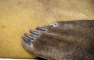 El&eacute;phant de mer, Mirounga leonina, Iles Falkland, Malouines