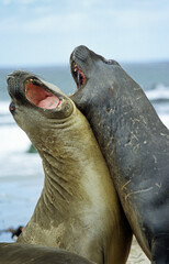 Eléphant de mer, mâle, combat, Mirounga leonina, Iles Falkland, Malouines