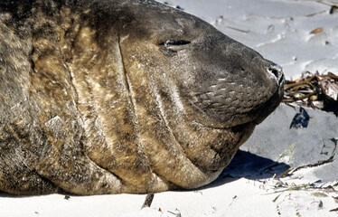 Eléphant de mer, Mirounga leonina, Iles Falkland, Malouines
