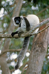 Lémur vari noir et blanc , lémurien, Varecia variegata variegata, Madagascar